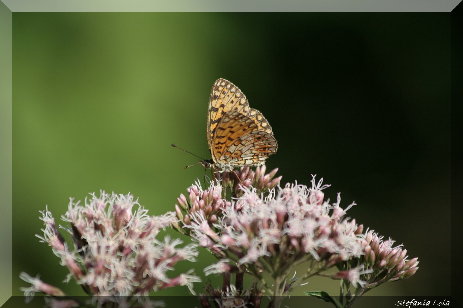 id 1 - Boloria (Clossiana) selene